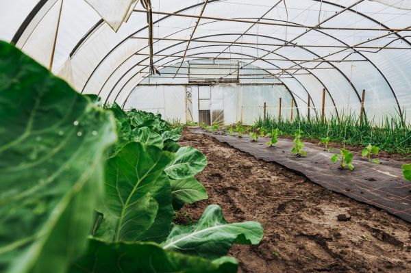 Greenhouse Demolition in Napa